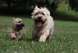 CAIRN TERRIER 409